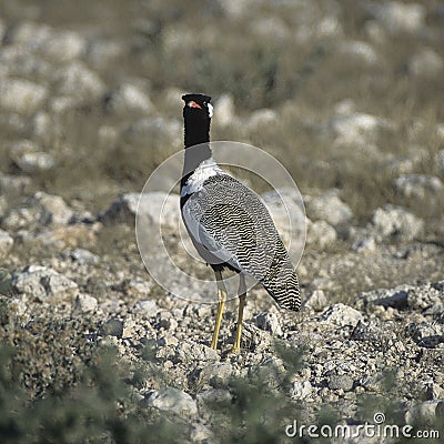 Northern black korhaan Stock Photo