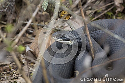 Northern black racer snake in bushes at Dividend Falls, Connecticut Stock Photo