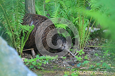 Northern brown kiwi Stock Photo