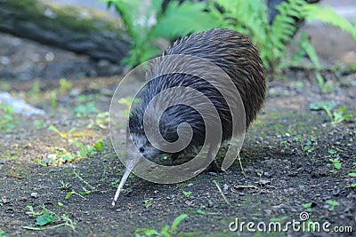 Northern brown kiwi Stock Photo