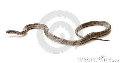 Northern Brown Snake Stock Photo