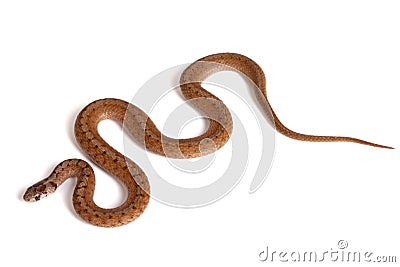 Northern brown snake on a white background Stock Photo