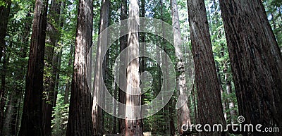 Northern California Redwood Forest Stock Photo