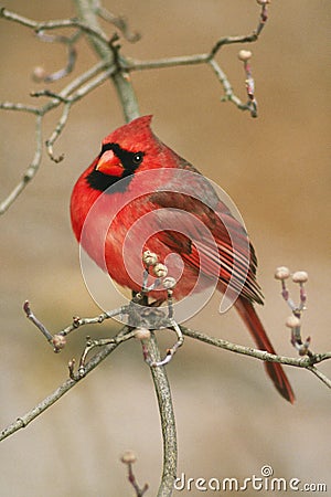 Northern Cardinal Stock Photo