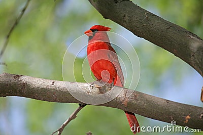 Northern Cardinal Stock Photo