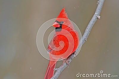 Northern Cardinal Stock Photo