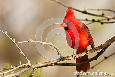 Northern Cardinal Stock Photo