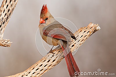 Northern Cardinal Stock Photo