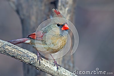 Northern Cardinal Stock Photo