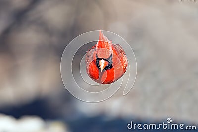 Northern Cardinal Stock Photo