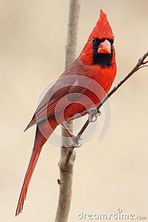 Northern Cardinal Stock Photo