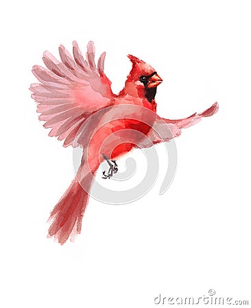 Northern Cardinal Bird Flying Watercolor Winter Illustration Hand Drawn Cartoon Illustration