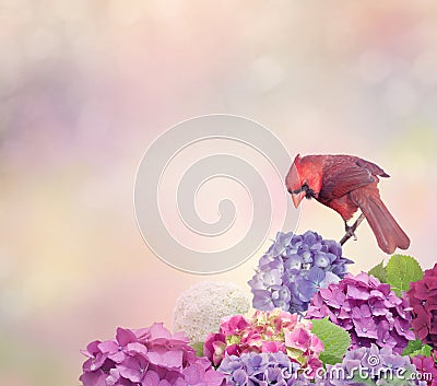 Northern Cardinal with hydrangea flowers Stock Photo