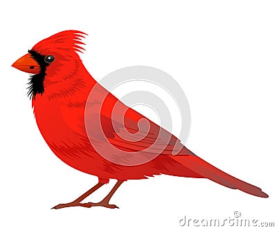 Northern Cardinal bird Vector Illustration