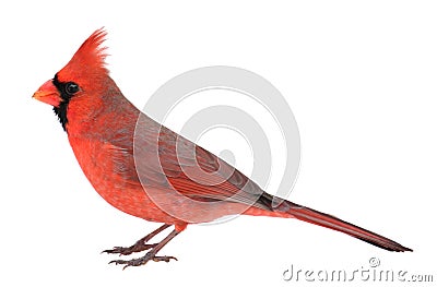 Northern Cardinal, Cardinalis cardinalis, Isolated Stock Photo