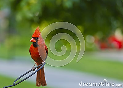 Northern Cardinal Stock Photo