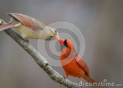 Northern Cardinal pair, male feeding female mate in spring Stock Photo