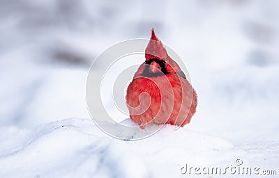 Northern Cardinal Perched on a Branch Stock Photo