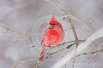 Northern Cardinal perched on a branch in winter snowfall Stock Photo