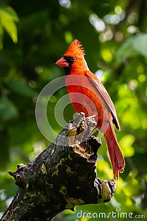 Northern cardinal resting in a Texas oak tree Stock Photo