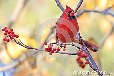 Northern Cardinal sitting on a tree branch on yellow autumn background Stock Photo