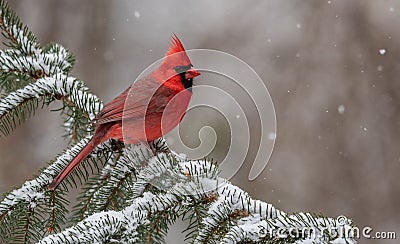 Cardinal in the Snow Stock Photo