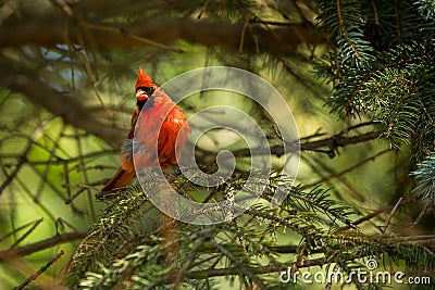 Northern cardinal in tree Stock Photo