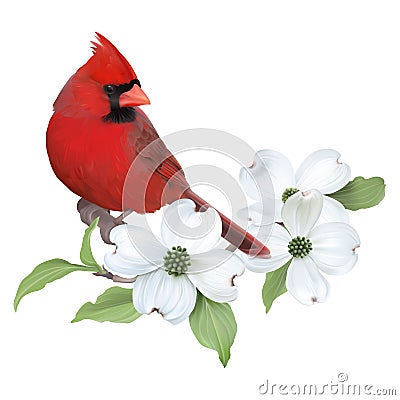 Northern Cardinal and White Dogwood. Vector Illustration