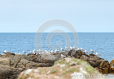 The northern coast of Bornholm, Danmark, with seagulls in front of the shore Stock Photo