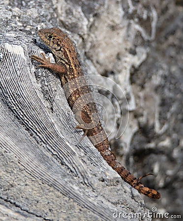 Northern Curly Tailed Lizard Stock Photo