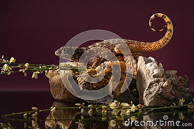 Northern curly-tailed lizard on rock with flowers in studio. Portrait of saw-scaled curlytail with reflection Stock Photo