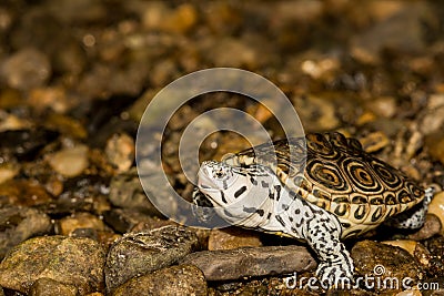 Northern Diamondback Terrapin Stock Photo