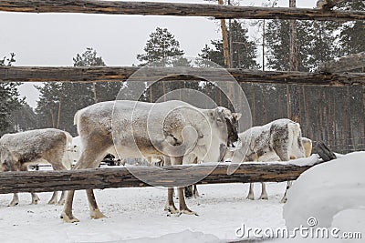 Reindeer in winter. Stock Photo