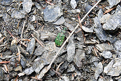 Northern dune tiger beetle green in the forest Stock Photo