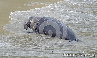 Northern Elephant Seal (Mirounga angustirostris) Stock Photo