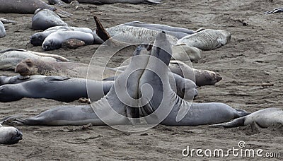 The northern elephant seal Mirounga angustirostris is one of two species of elephant seal Stock Photo