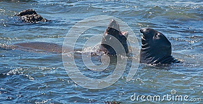 Northern Elephant Seals fighting in the Pacific at the Piedras Blancas Elephant seal rookery on the Central Coast of California Stock Photo