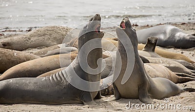 Northern Elephant Seals - Mirounga angustirostris, Adult Males, AÃ±o Nuevo State Park, California Stock Photo