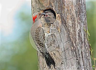 Northern Flicker Stock Photo