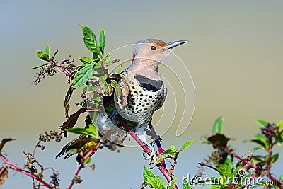 Northern Flicker Stock Photo