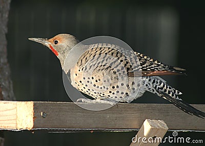 Northern Flicker Stock Photo