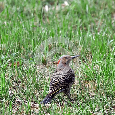 Northern Flicker Stock Photo