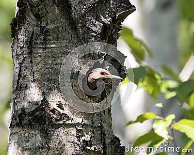 Northern Flicker Yellow-shafted Photo. Head shot close-up view in its nest cavity entrance, in its environment and habitat Stock Photo