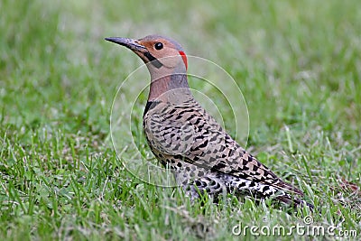 Northern Flicker Colaptes auratus Stock Photo