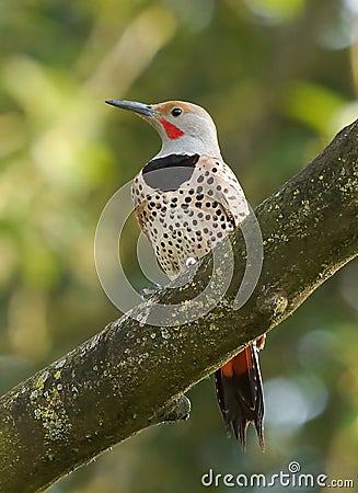 Northern Flicker Woodpecker Stock Photo