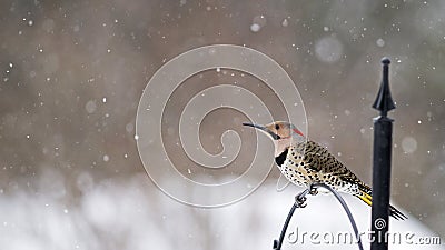 Northern Flicker - Colaptes auratus Stock Photo