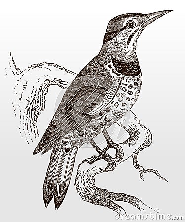 Northern flicker, colaptes auratus sitting on a branch Vector Illustration