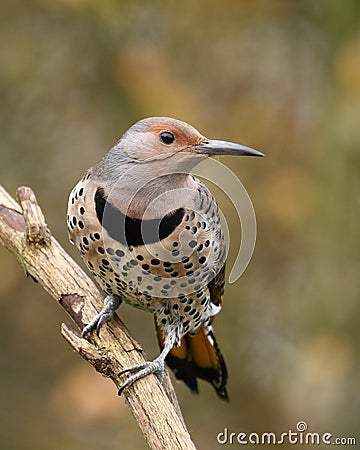 Northern Flicker female Stock Photo