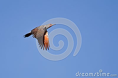 Northern Flicker Flying in a Blue Sky Stock Photo