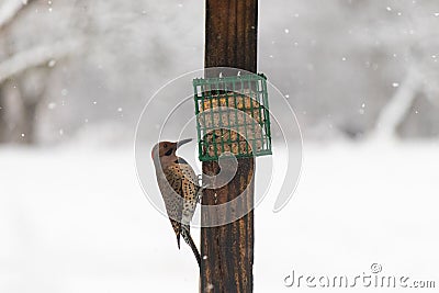 Northern flicker up at the suet feeder getting some food in the snow Stock Photo